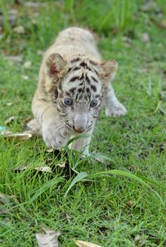 baby white bengal tiger standing on green grass