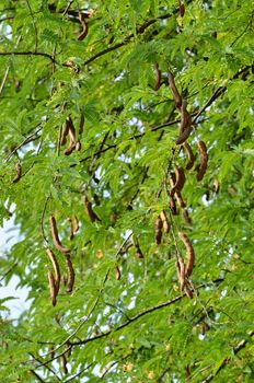 fresh tamarind on tree in thailand