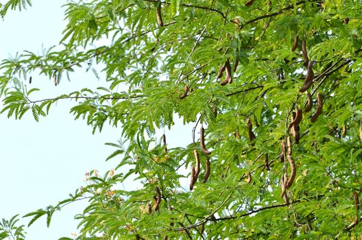 fresh tamarind on tree in thailand