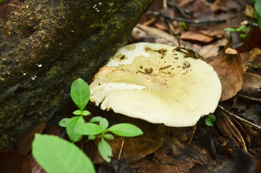 Russula virescens Fr. or Green Agaric