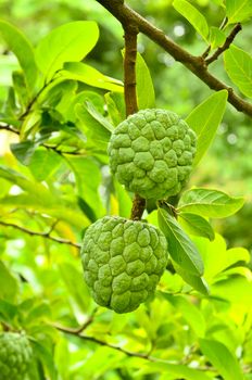 Custard apples growing on a tree