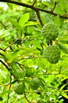 Custard apples growing on a tree