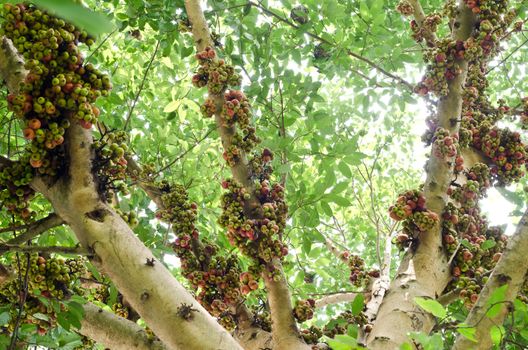 group of ficus spp. on tree