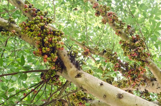 group of ficus spp. on tree