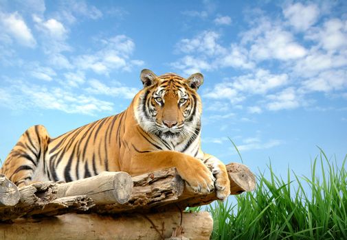 bengal tiger with blue sky