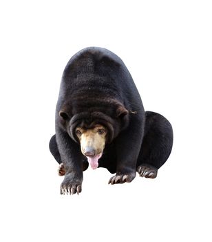 malayan sun bear isolated on white background