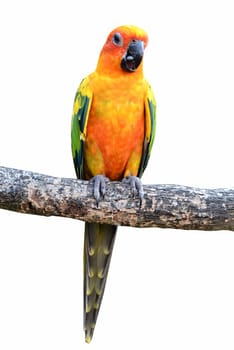 Sun Conure Parrot on a Tree Branch 