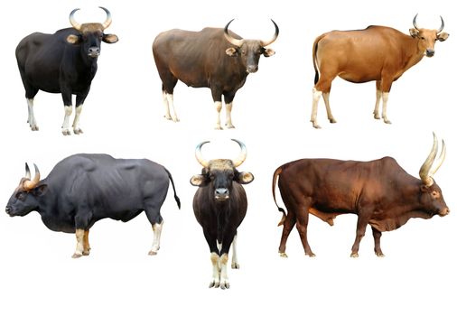 gaur and banteng and watusi collection isolated on white background