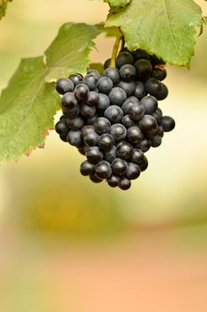 grapes on the vine ready for harvest