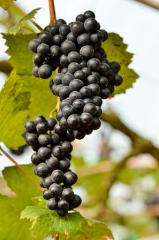 grapes on the vine ready for harvest