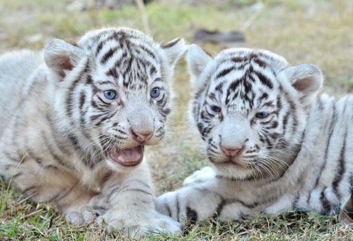 baby white tiger in zoo