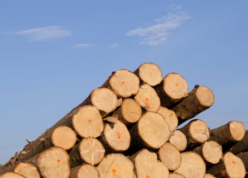 Cut spruce fir tree logs in pile on background of blue sky. Timber industry.