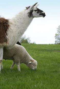 A llama is used to guard sheep from wolves and coyotes.