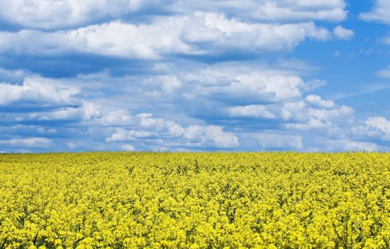 bright yellow flower field against the blue cloudy sky
