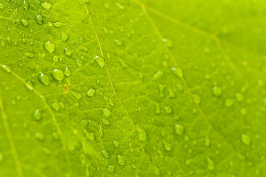 pure rain drops on a green leaf