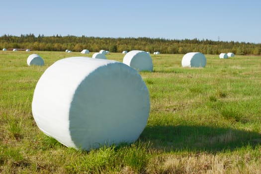 Hay is packed in the field into a white material