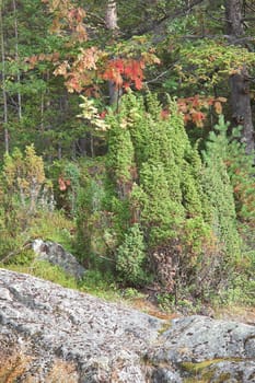 Juniper grows on rocks in a taiga forest