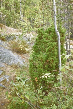 Juniper grows on rocks in a taiga forest