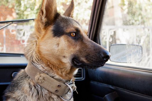 Dog farmer sitting alone in the car