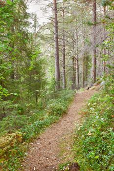 Tourist paths in taiga forest in the north of Russia