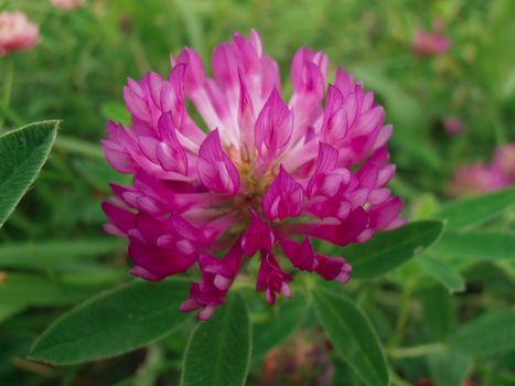 Trifolium pratense (red clover) is a species of clover, native to Europe, Western Asia and northwest Africa