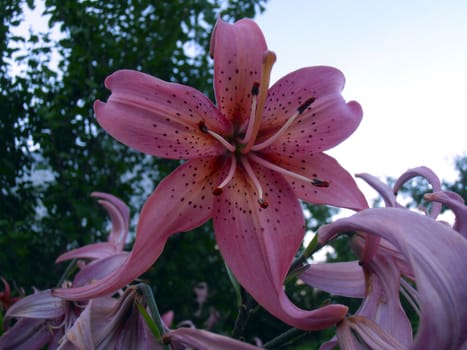 Lilium is a genus of herbaceous flowering plants growing from bulbs