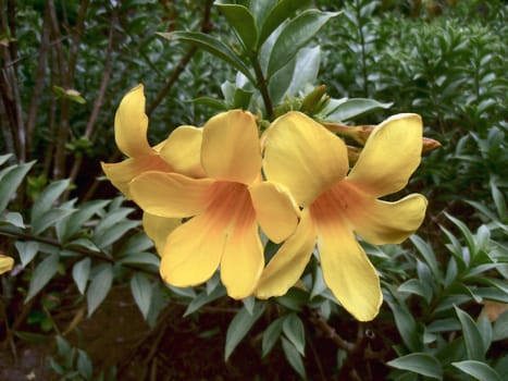 Flowers from the Botanical garden of the province of Chonburi, Thailand.