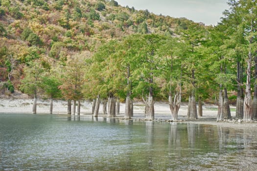 Marsh cypress on the lake Sukko. Russia