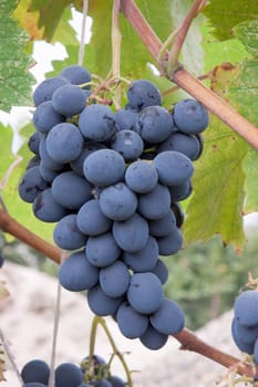 A bunch of black grapes on the plantation