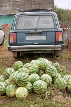 Heap of watermelons and the car of the farmer