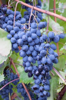 A bunch of blue  grapes on the plantation