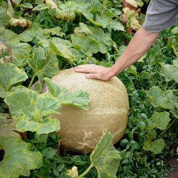 Large pumpkin and hand of a peasant on field