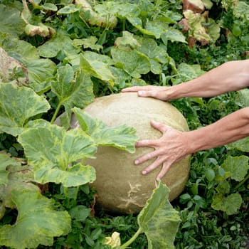 Large pumpkin and hand of a peasant on field