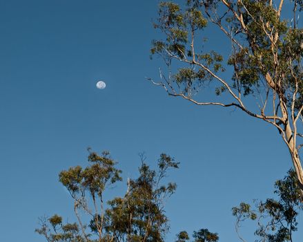 Early morning Australian Scene with Moon Setting blue sky and gum trees background