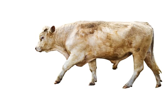 Isolated yearling cow beef cattle breed on white