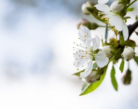 Beautiful spring bokeh for design with copyspace