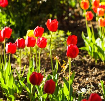 Colourfull tulips on the flowerbed close up