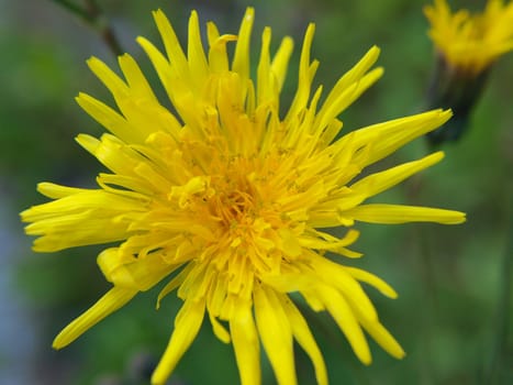 Closeup of a yellow dandelion, towards green