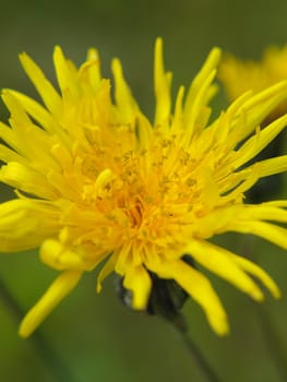 Closeup of a yellow dandelion, towards green