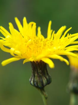 Closeup of a yellow dandelion, towards green