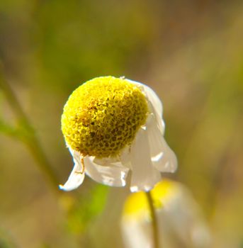 Closeup of a dying Marguerite flower, towards green