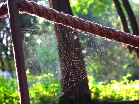 rope in the park with spider summer