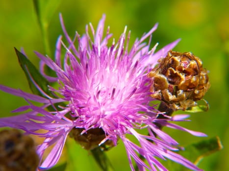 Closeup of pink thistle flower, towards green
