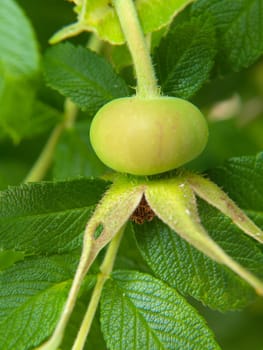 Closeup of raw rose-hip fruit, isolated towards green leaves