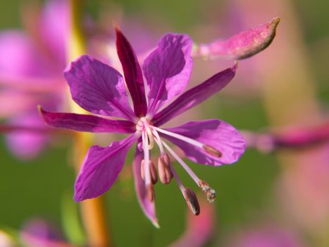 Closeup of a dark pink flower, isolated