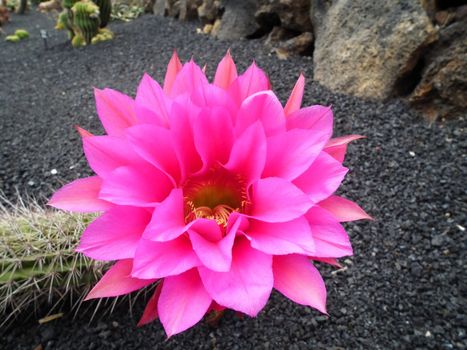 a catus flower in the cactus garden of lanzarote