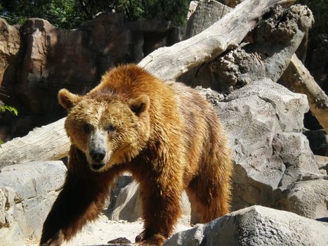 a bear in the madrid zoo