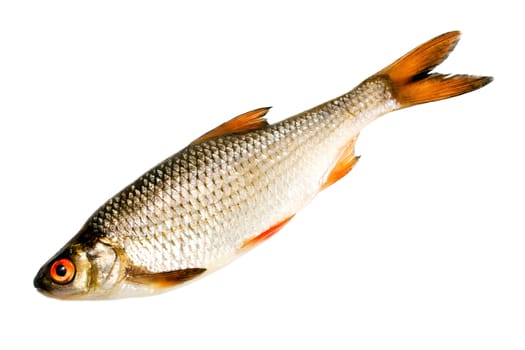 Fish isolated on white background.