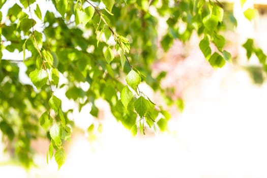 Green leaves close up background for design