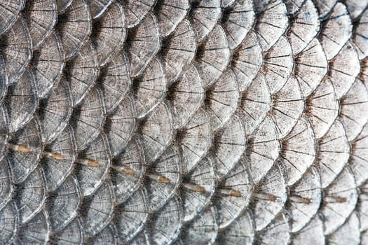 texture scales of fish silver background